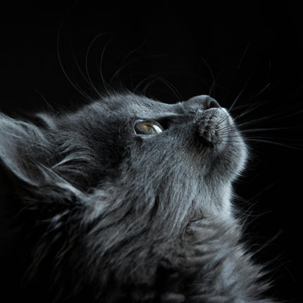 Collection image for: Cat Collection