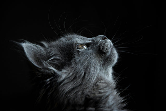Cat Collection