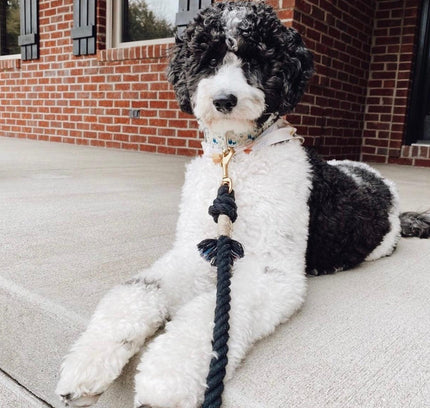 ROPE LEASH - OMBRE BLUE-4