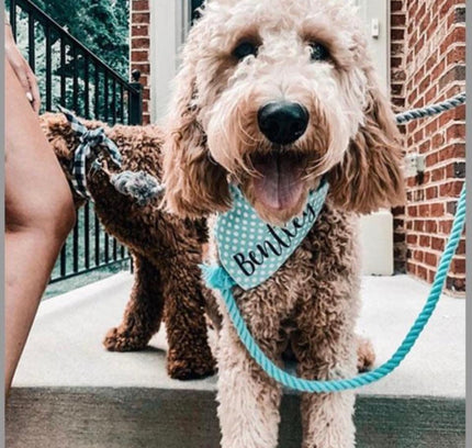 ROPE LEASH - BUBBLES-3