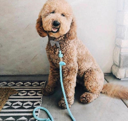 ROPE LEASH - UNICORN-1