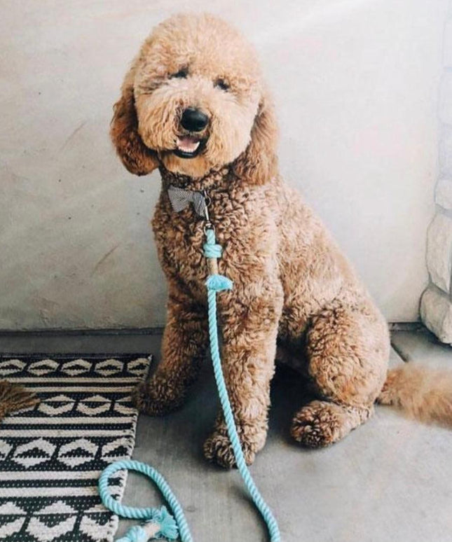 ROPE LEASH - UNICORN-1