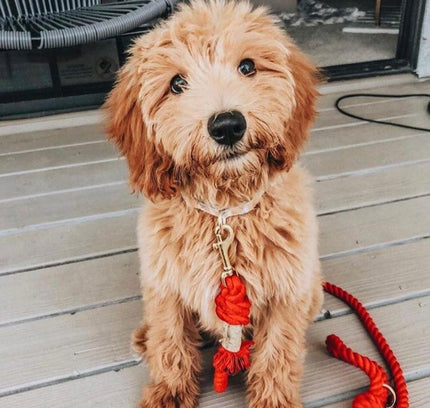 ROPE LEASH - SUNNY DAZE-4