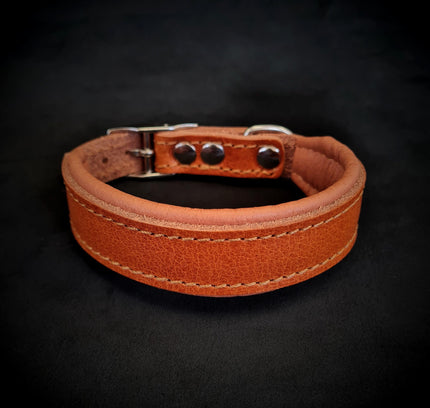 Clean Puppy Collar