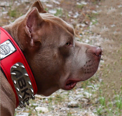 The ABKC Collar-1
