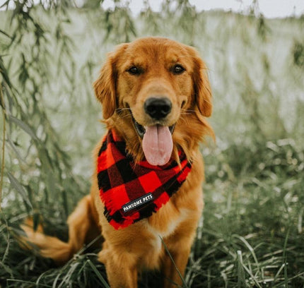 BANDANA - FINLEY-1