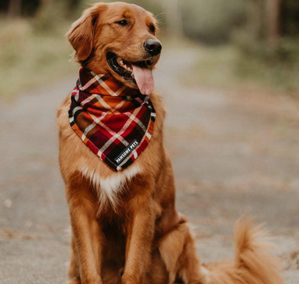 BANDANA - HARVEST-2