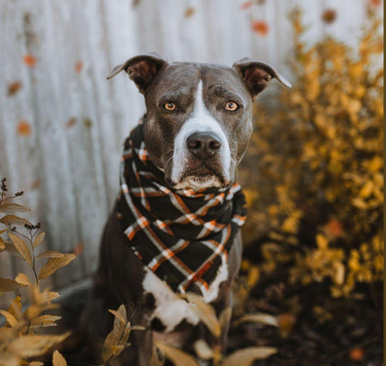 BANDANA - JUNIPER-1