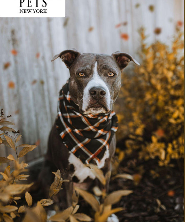 BANDANA - JUNIPER-1