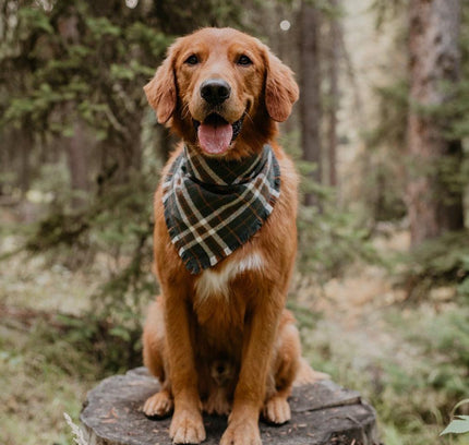 BANDANA - MONROE-1