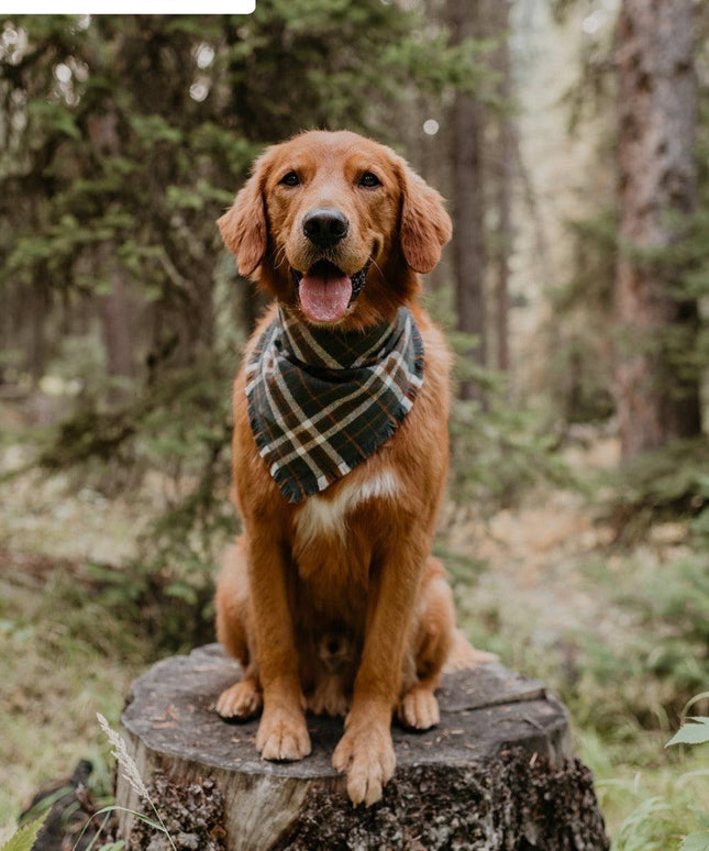 BANDANA - MONROE-1