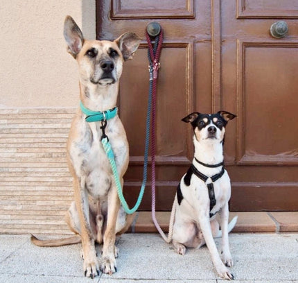 ROPE LEASH - OMBRE OCEAN-1