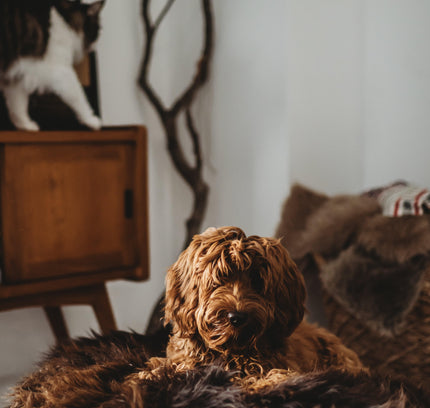 Oval Natural Sheepskin Pet Bed - Chocolate Brown-3