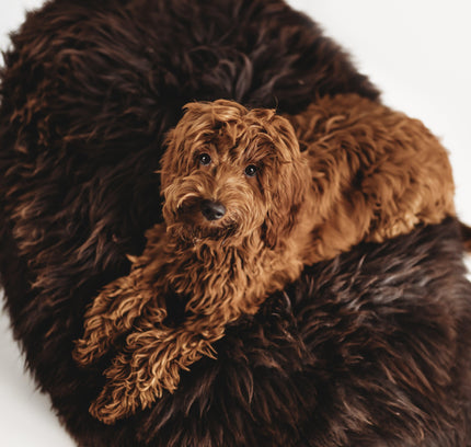 Oval Natural Sheepskin Pet Bed - Chocolate Brown-1