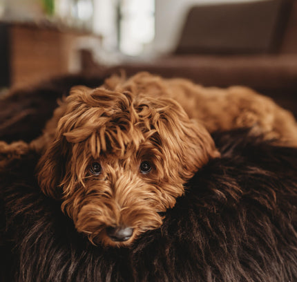 Oval Natural Sheepskin Pet Bed - Chocolate Brown-2
