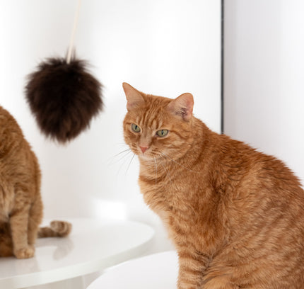 Natural Woolen Cat Toy: Ball-2