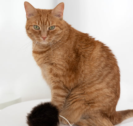 Natural Woolen Cat Toy: Ball-4