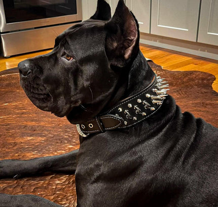 The "Big Boy" collar-1