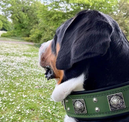 The "Eros" collar 2.5 inch wide Green