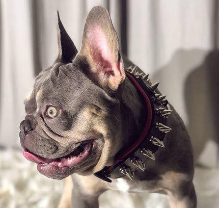 "Danger" collar-3