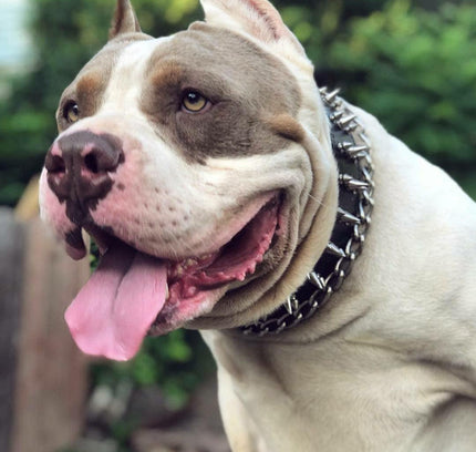 "Danger" collar-2