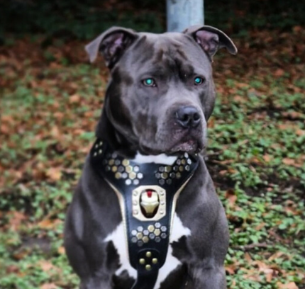 Irondog Harness-2