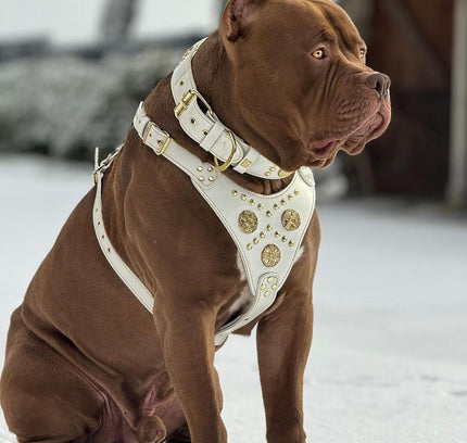 "Maximus White" BIG dog SET- Harness - collar - lead. Brass rivets-1