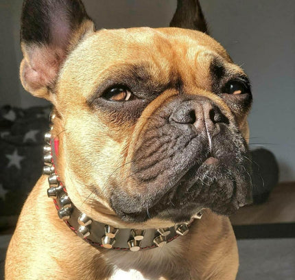 "Rocky" collar-1