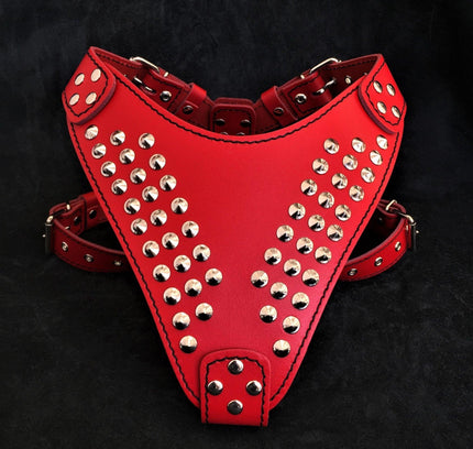 "Star" harness-0