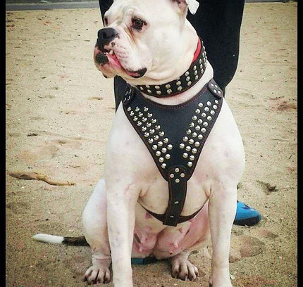 "Star" harness