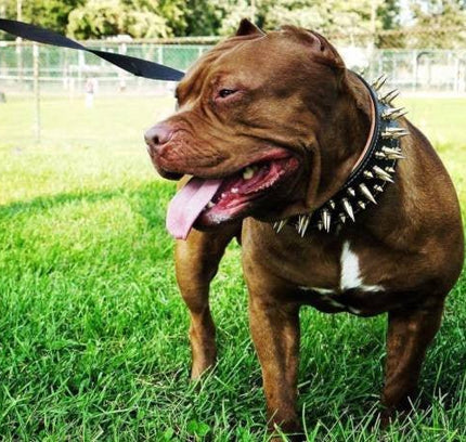 The "Big Boy" collar-2