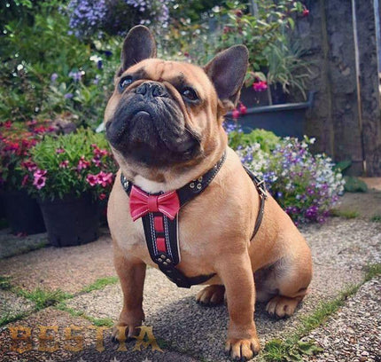 The "Bowtie" leather harness brown Small to Medium Size