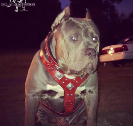 The "Eros" harness RED-1