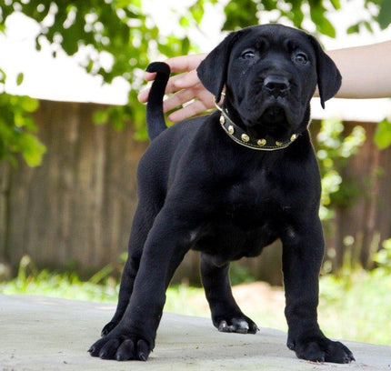 The "Maxi" collar-2