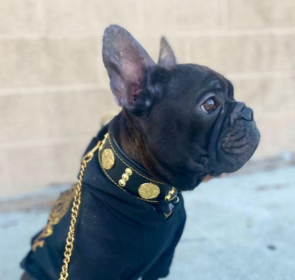 The "Maximus" collar 2 inch wide gold decoration