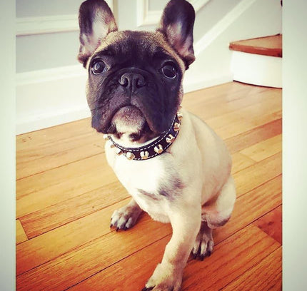 The "Rock" collar-1