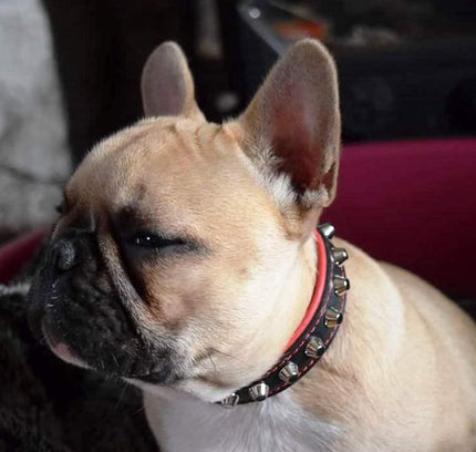 The "Rock" collar-2