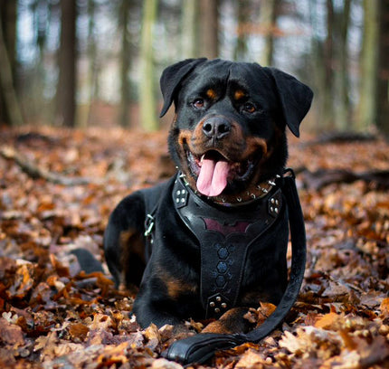 'BATMAN'' HARNESS