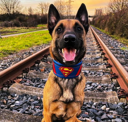 Superdog Collar-1