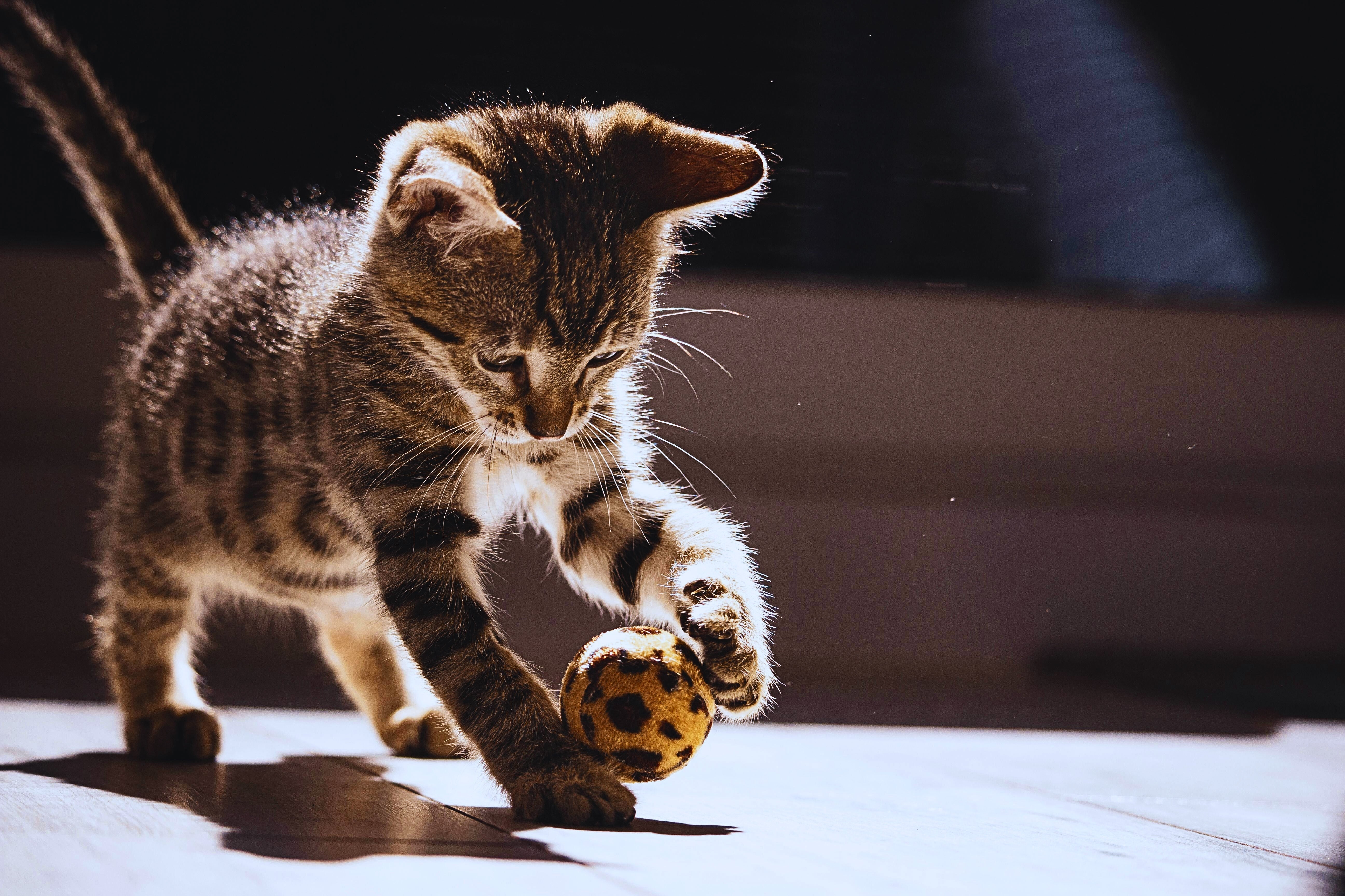 The Ultimate Guide to Dog & Cat Toys: How to Choose the Right One