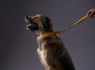 How to Choose the Right Dog Leash