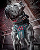 How to Choose the Right Dog Harness