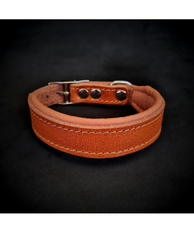 Clean Puppy Collar