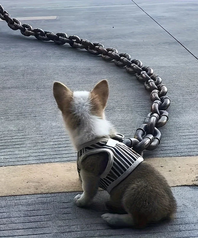 Small dog in striped harness sitting beside heavy chain on pavement