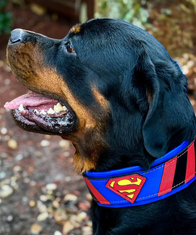 Superdog Collar-4