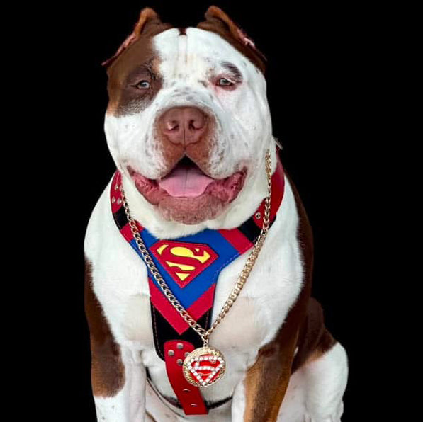Superdog Harness-2