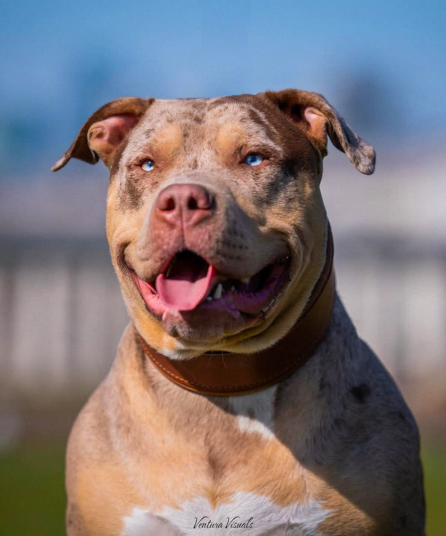 Plain "Style" collar brown-1