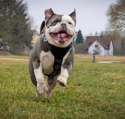 El arnés ''Style'' Negro 