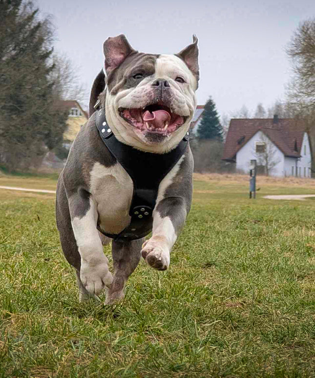 El arnés ''Style'' Negro 