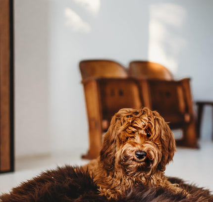Oval Natural Sheepskin Pet Bed - Chocolate Brown-4